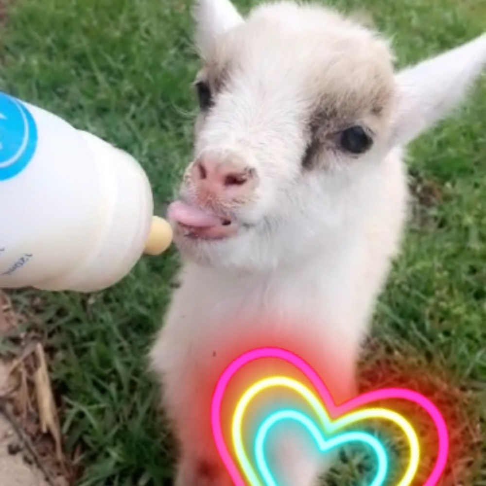 GOAT! 💕🐐 - Picture 7 of 12